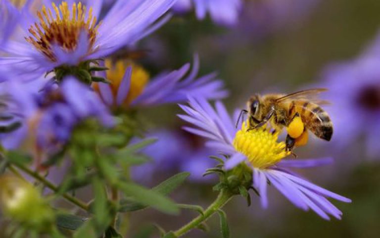 خواص درمانی نیش زنبور عسل